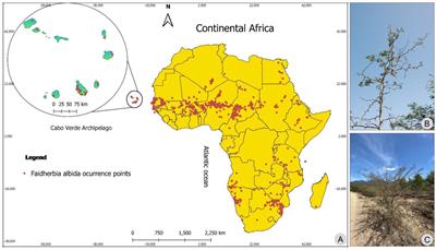 Present and future distribution of Faidherbia albida in Cabo Verde as revealed by climatic modelling and LULC analysis